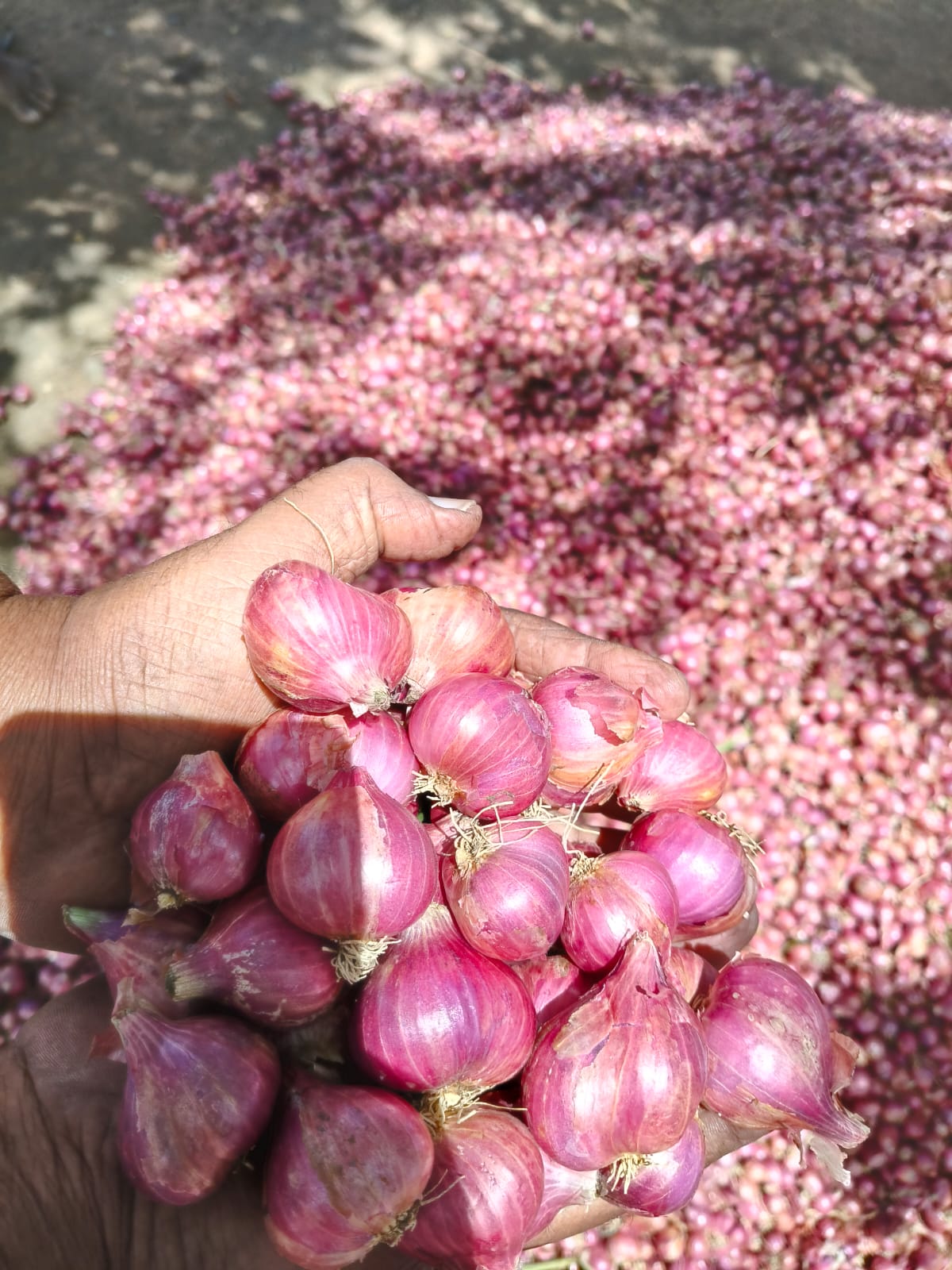 Sorted shallot red onions